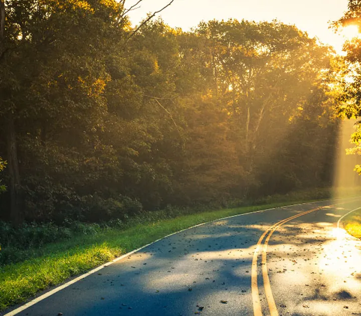 Sunlight filters through trees onto a curved road